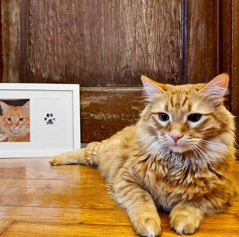 Штамп для отпечатков лап домашних животных — набор для самостоятельного изготовления сувениров с отпечатками лап кошек и собак, не требующий промывки Фотоальбом для домашних животных с отпечатками лап Трансграничное производственное предприятие